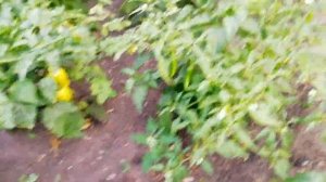 ДВОЙНОЙ УРОЖАЙ ПЕРЦА ПОСЛЕ ТАКОЙ ПОСАДКИ.