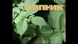 Полезные растения нашего леса.Трава Лапник или Сныть.