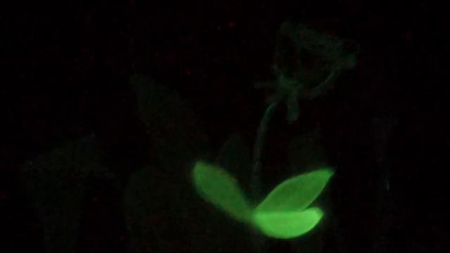 LuMania Шоу световых картин (цветы) смотреть онлайн