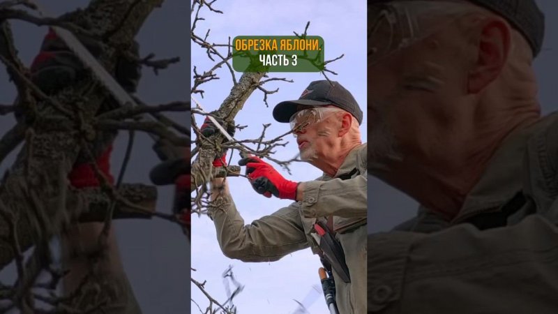 ОБРЕЗКА ЯБЛОНИ. Часть 3.