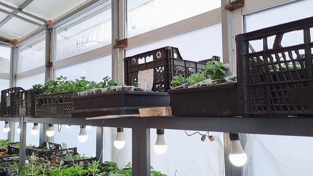 СТРЕСС ДЛЯ РАСТЕНИЙ ИЛИ ПОЛЬЗА. ПЕРЕЕЗД В ТЕПЛИЦУ ИЛИ В БУДУЩИЙ ЗИМНИЙ САД. смотреть онлайн