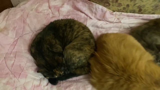 НАШ ВОСКРЕСНЫЙ ПРАЗДНИЧНЫЙ ДЕНЬ #житомир #жизньскошками смотреть онлайн