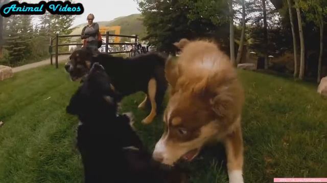 Приколы с животными №156 Собаки ныряют в бассейн Смешные животные Animal videos смотреть онлайн