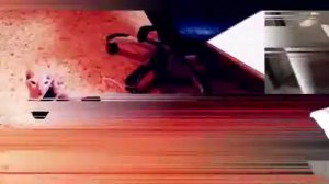 Канадский сфинкс описание породы кошек и их характера