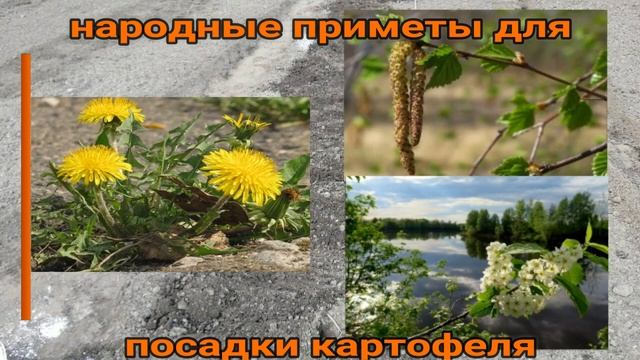 ?? ❓ КОГДА ЖЕ ВЫСАЖИВАТЬ КАРТОФЕЛЬ В ЭТОМ ГОДУ смотреть онлайн