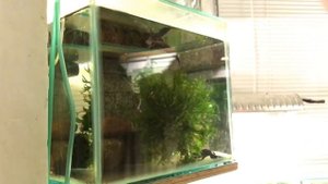 Александр Цуканов рассказывает про гребенчатых тритонов (лат. Triturus cristatus)