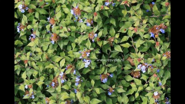 ЦЕРАТОСТИГМА  (CERATOSTIGMA)  сем. Свинчатковые смотреть онлайн