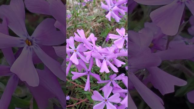 #phlox_subulata #moss_phlox #creeping_phlox