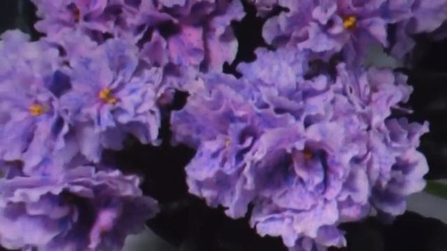 ДФ.Сенполии и др.геснериевые на выставке AVSA 2015
