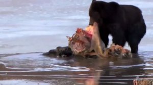 Медведь-самый страшный хищник на планете 🐻