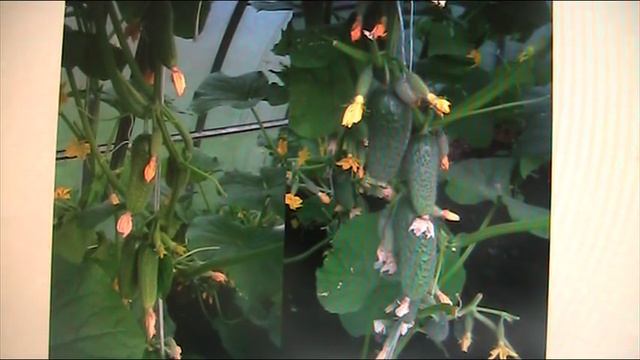 Природное земледелие при выращивании огурцов в закрытом грунте //Секреты хороших урожаев. смотреть онлайн