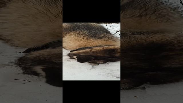 Охота на мышей