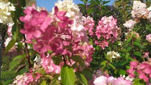 Гортензии и....