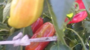 Почему чернеет перец...