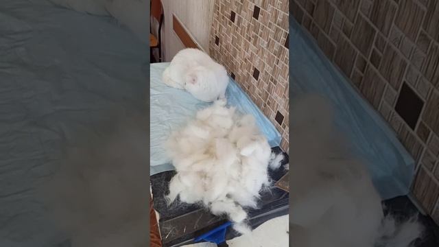 Экспресс-линька кошечки Майи.