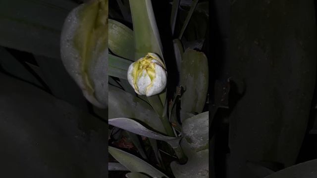 Front yard Spring Bulb Garden update смотреть онлайн