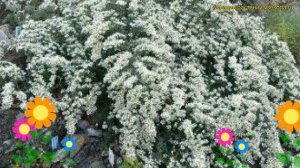 Астра вересковидная Сноу Флурри. Краткий обзор, описание характеристик aster ericoides Snow Flurry
