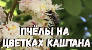 Пчёлы на цветках каштана