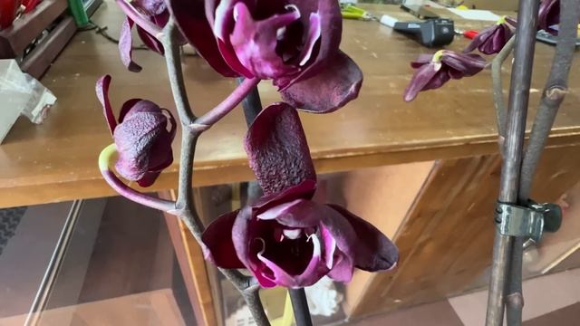 Поступление сортовых орхидей. Чёрный Лебедь и Чёрный Медведь, Спайдер, Бинти пелор и тд и тп) смотреть онлайн