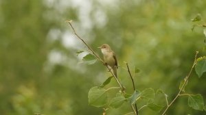 Болотная камышовка в Битцевском лесу (голос, песня)