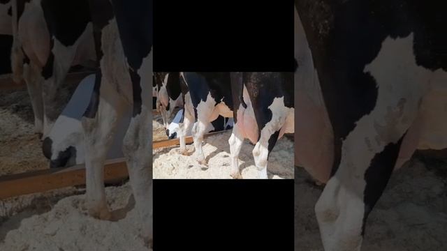 А как у Вас