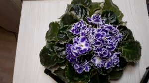 4 главных условия для шапочного цветения фиалки???