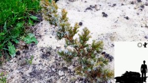 МОЖЖЕВЕЛЬНИК ЧЕШУЙЧАТЫЙ БЛЮ СВИД " BLUE SWEDE"