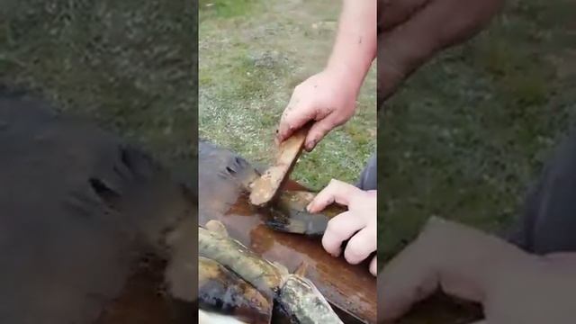 15 августа 2016 г. Как быстро почистить линя смотреть онлайн