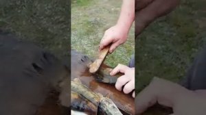 15 августа 2016 г.  Как быстро почистить линя