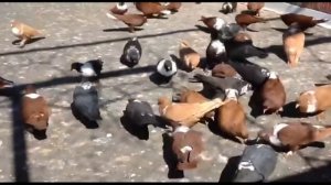 Голуби Артамоны(Захар Беркут) Pigeons of Artamon (Zakhar Berkut)