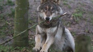 Волки гуляют в лесу.