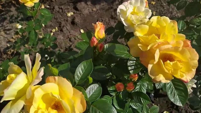 ГОЛДЕН ГЕЙТ (Golden Gate), Kordes Германия, 2005 г. Клаймберы (Large-Flowered Climber) смотреть онлайн