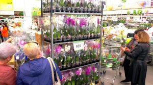 Первый, но маленький обзор орхидей, после 8 Марта. Орхидеи без названий, в Леруа Мерлен.