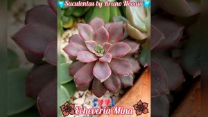 🌸Echeveria Mina🌸