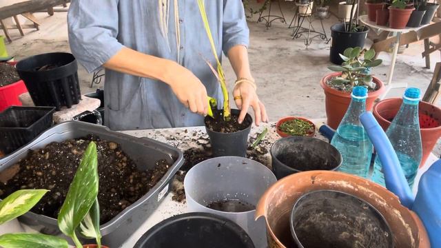 Старая пальма почти сгнила. Спасение. смотреть онлайн