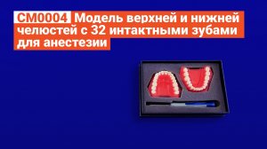 СМ0004 - Модель Верхней и Нижней Челюстей с 32 Интактными Зубами для Анестезии