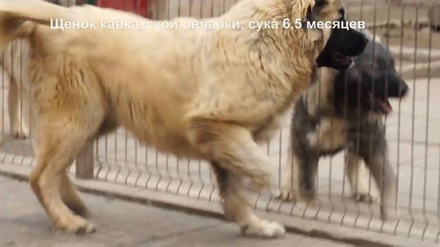 Щенки кавказская овчарка 6 месяцев, девочки Юниоры их папа, дедушка. www.r-risk.ru +79262205603 смотреть онлайн