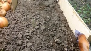 Выращивание Лука на перо как бизнес идея часть - 2
