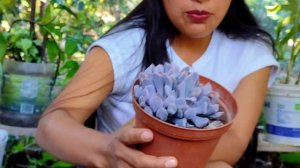 13 suculentas de colección, nombres y tips de cuidado. #plantasdecasa #suculentas #echeveria