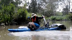 Brisbane River Bull Shark, kayak fishing in the Viking Profish GT