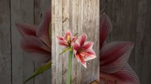 Amaryllis Gervase/Hippeastrum Gervase/Amarilis/ Lirios/Azucenas/ La Gervasia