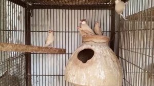 Al madina  aviary | All Birds Breeding Formula | Birds Breeding Tips | Don't Check Box Bar Bar