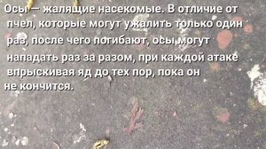 Как избавиться от ос на чердаке. Доступные методы борьбы.
