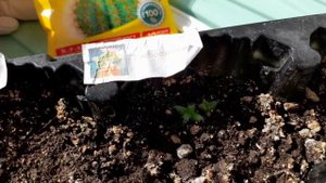 КАК УХАЖИВАТЬ ЗА МАНГО?/ какими стали СУККУЛЕНТЫ и ДЕРЕВО МАНГО за 3 месяца?/ exotic plant | Alex L