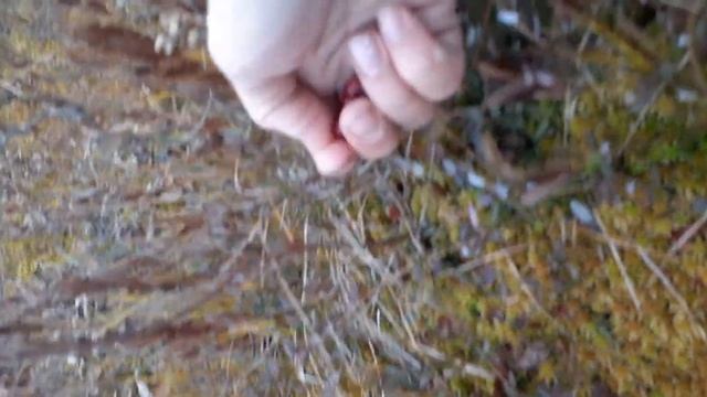 Как растёт клюква смотреть онлайн