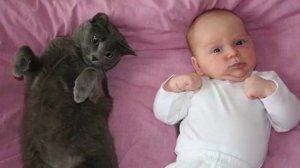 Почему кошки и собаки дерутся.