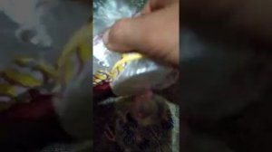 Как и чем кормить птенца голубя