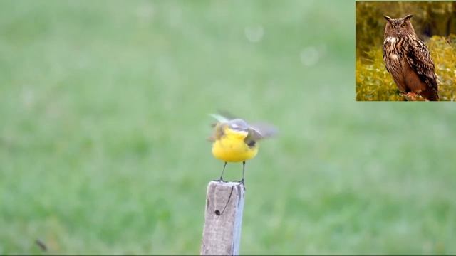 Желтая трясогузка - Motacilla flava.mp4