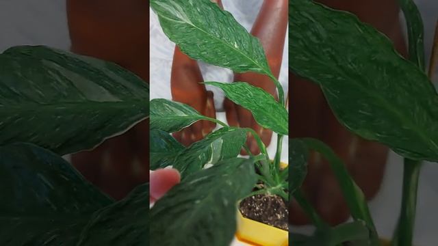 Спатифиллум Gemini смотреть онлайн