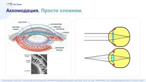 Как устроен глаз и как формируется зрение